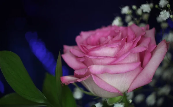 蓝色Bokeh背景图浅色Dof上的软粉色玫瑰 — 图库照片
