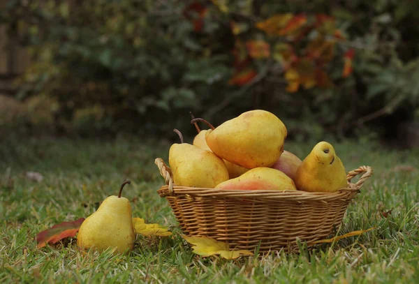 Ripe Pears Wicker Basket Outdoors Autumn — Stock Photo, Image