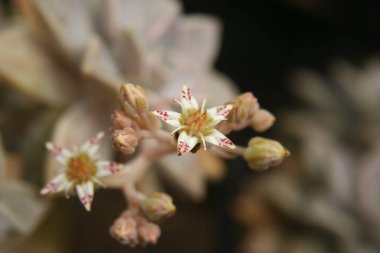 Tavuk ve Piliçler Echeveria Çiçek açmış