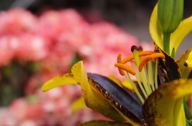 Siyah ve Altın Zambak Lilium Aslan Yürekli bahçede büyüyor