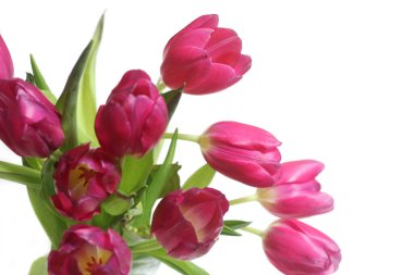 Bir buket Pembe Hollanda lalesi Beyazın üstüne izole edilmiş