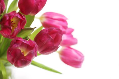 Bir buket Pembe Hollanda lalesi Beyazın üstüne izole edilmiş