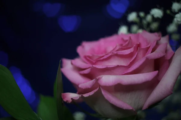 蓝色Bokeh背景图浅色Dof上的软粉色玫瑰 — 图库照片