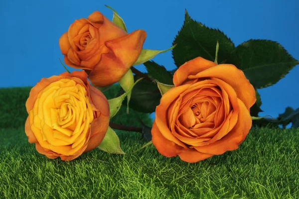 Amarelo Laranja Rose Closeup Livre Casamento — Fotografia de Stock