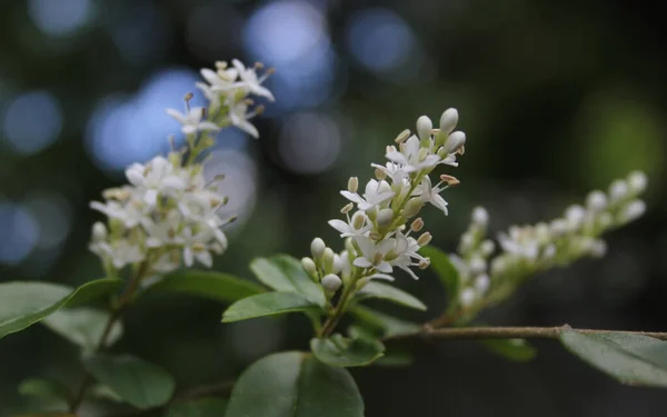 Flor Texas Privet Ligustrum Shrub Shallow Depth Field —  Fotos de Stock