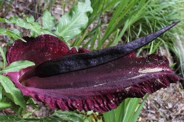 Dragon Arum - Dracunculus vulgaris veya Dragon Lily in Outdoor Garden