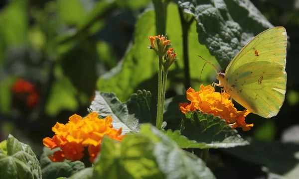 Papillon Soufre Orange Colias Erythrocyte Sur Fleur Lantana Orange — Photo