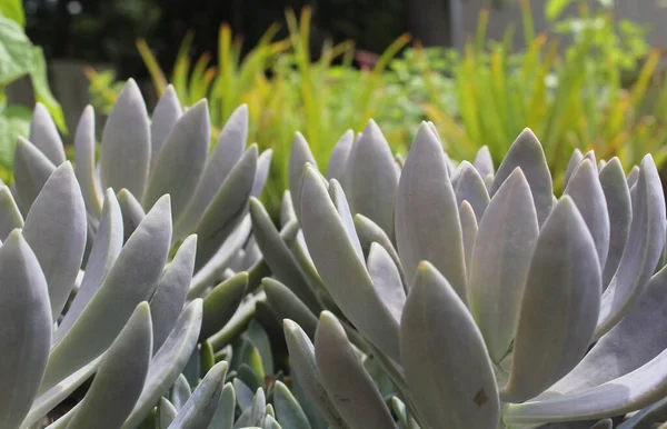 Hühner Und Kükenhauspflanze Aus Nächster Nähe Echeveria Elegans — Stockfoto