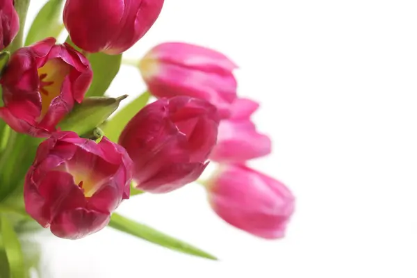 Букет Розовых Голландских Тюльпанов Изолированных Белом — стоковое фото