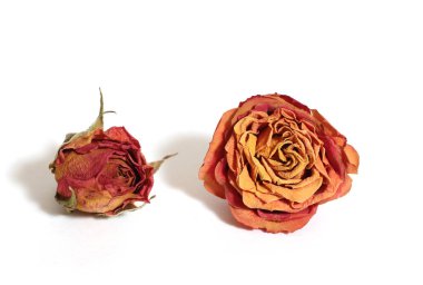 Beyaz Arkaplanda İki Kurumuş Pembe Gül İzole Edildi