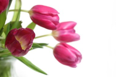 Beyaz arka planda izole edilmiş Pembe Hollanda laleleri.