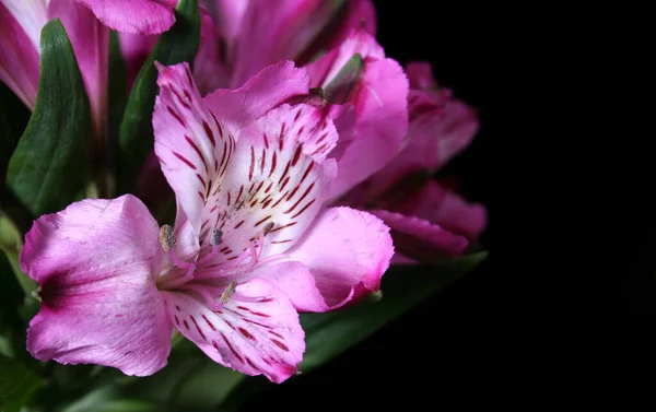 Flores Roxas Fundo Preto Com Espaço Para Texto — Fotografia de Stock