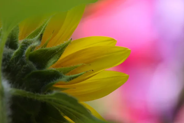 Żółte Słoneczniki Zewnątrz Zamknij Płytkie Dof Kolorowe Kwiaty Tle — Zdjęcie stockowe