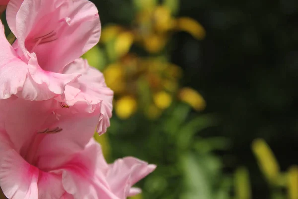 Růžový Gladiol Květinami Pozadí Malý Pavouk Okvětním Lístku — Stock fotografie