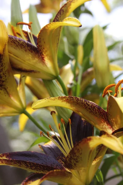 Černá Zlatá Lily Lilium Lví Srdce Rostoucí Zahradě — Stock fotografie