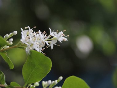 Teksas Çiçekli Privet Ligustrum Çalı Sığ Çalı Derinliği