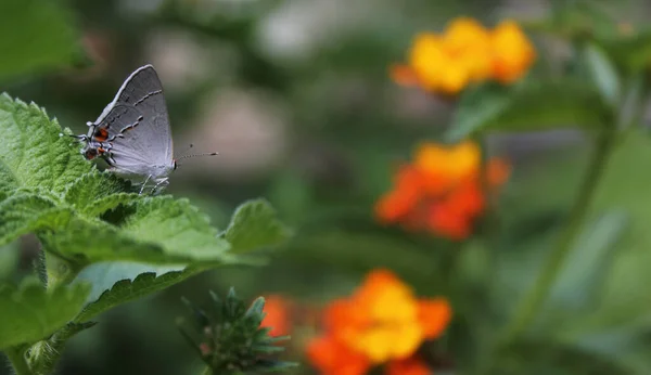 Gray Hairstrek Butterfly 여름에 야외에서 Lantana Leaf Strymon Melinus — 스톡 사진