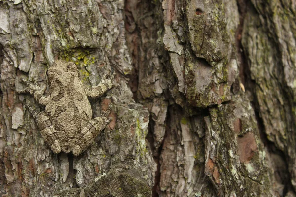 이스트 텍사스 개구리 Hyla Chrysoscelis 소나무 — 스톡 사진