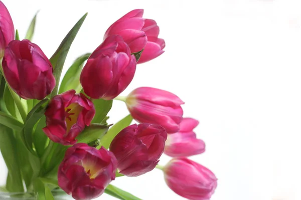 Boeket Roze Nederlandse Tulpen Geïsoleerd Wit — Stockfoto