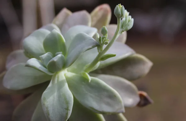 Poules Poussins Plante Intérieur Echeveria Elegans Fleurs — Photo