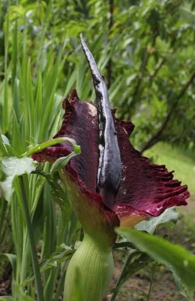 Dragon Arum Dracunculus Vulgaris Oder Drachenlilie Garten — Stockfoto