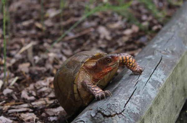 Черепаха Бродит Двору Восточном Техасе — стоковое фото