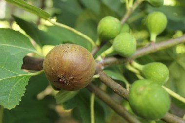 Taze incirler ağaçta yetişiyor olgun incir ve yeşil incir.