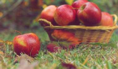 Sonbaharda dışarıda bir sepet kırmızı elma.