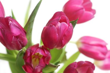 Bir buket Pembe Hollanda lalesi Beyazın üstüne izole edilmiş