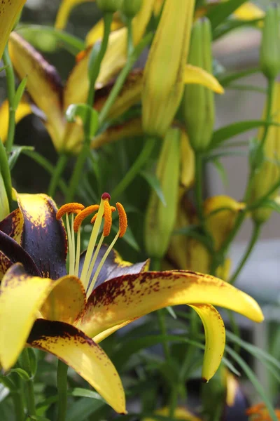 Svart Och Guld Lily Lilium Lejonhjärta Växer Trädgården — Stockfoto