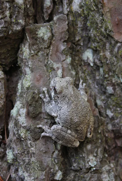 Γκρι Βάτραχος Δέντρου Hyla Chrysosocelis Πεύκο Στο Ανατολικό Τέξας — Φωτογραφία Αρχείου