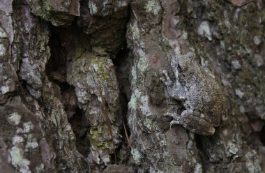 Doğu Teksas 'taki çam ağacında Gri Ağaç Kurbağası Hyla chrysoscelis