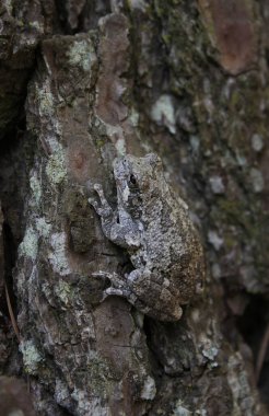 Doğu Teksas 'taki çam ağacında Gri Ağaç Kurbağası Hyla chrysoscelis