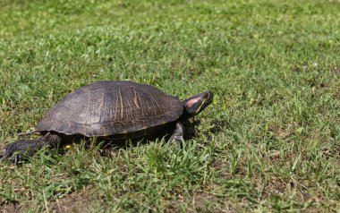 Kırmızı kulaklı sürgülü Doğu Teksas 'ta geziniyor.
