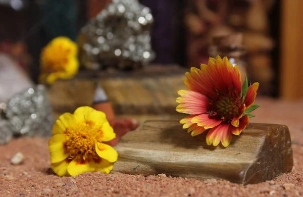 Fleurs Jaunes Avec Bois Pétrifié Cristaux Sur Sable Rouge Australien — Photo