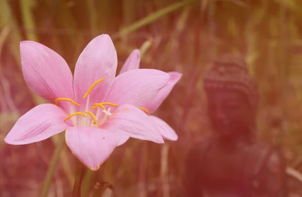 Pink Rain Lily Flowers Buddha Statue Background — Stock Photo, Image