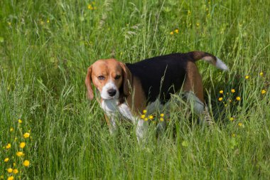 Arazinin yeşil çimlerinde meraklı, ilgili ve ilgili bir bakışla duran şirin bir av köpeğinin yakın çekimi.