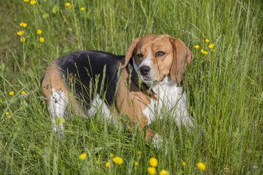 Arazinin yeşil çimlerinde meraklı ve rahat bir şekilde uzanmış şirin bir av köpeğinin yakın plan çekimi.