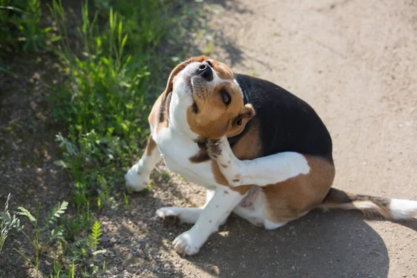 Yakından bakınca, yeşil çimlerin yanındaki patisiyle oturan ve sırtını kaşıyan tatlı bir av köpeği görülüyor. 