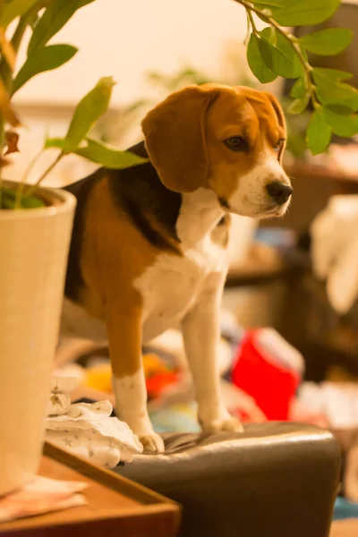 Primo Piano Ritratto Simpatico Cane Ragazza Razza Beagle Seduto Con — Foto Stock