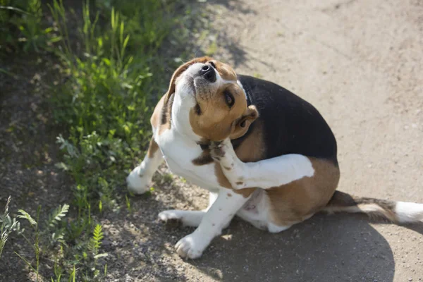 Közeli Lövés Egy Aranyos Beagle Fajta Lány Kutya Vakarja Hátát Stock Kép