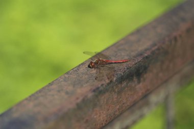 Erkek göçebe ya da kırmızı damarlı yusufçuğun (Sympetrum fonscolomthe) eski paslı bir korkulukta, bokeh bulanık yeşil arkaplanlı açık kanatlı makro görüntüsü.