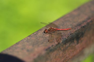 Erkek göçebe ya da kırmızı damarlı yusufçuğun (Sympetrum fonscolomthe) eski paslı bir korkulukta, bokeh bulanık yeşil arkaplanlı açık kanatlı makro görüntüsü.