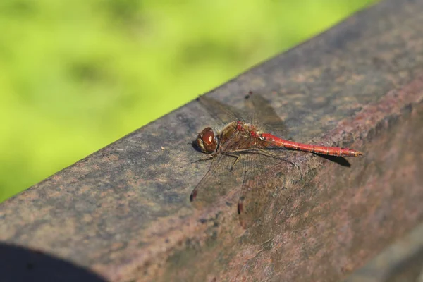 Detailed Close Macro Shot Male Nomad Red Veined Darter Dragonfly — Stock Photo, Image