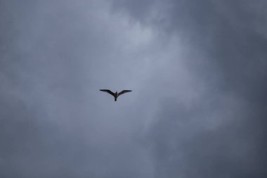 Arka planda dramatik gri bulutlar ile gökyüzünde uçan kanatları açık yalnız bir martı kuşu.