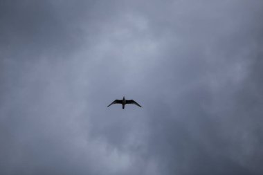 Arka planda dramatik gri bulutlar ile gökyüzünde uçan kanatları açık yalnız bir martı kuşu.