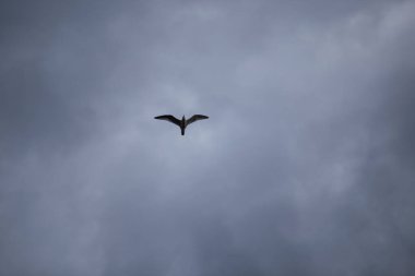 Arka planda dramatik gri bulutlar ile gökyüzünde uçan kanatları açık yalnız bir martı kuşu.