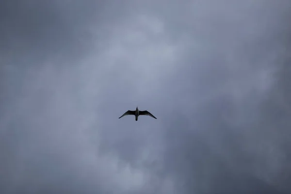 Único Pássaro Gaivota Solitário Com Asas Abertas Voando Céu Com — Fotografia de Stock