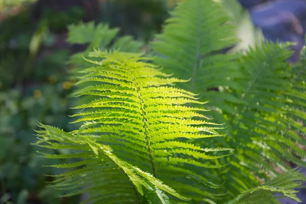 Gevuld Frame Achtergrond Wallpaper Schot Van Levendige Groene Varen Plant — Stockfoto