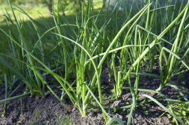 Bahçe yatağında yetişen yeşil soğanlı soğanlı soğanlı soğanlı soğanlı soğanlı soğanlı soğanlı soğanlı soğanlı soğan. doldurulmuş çerçeve yakın çekim